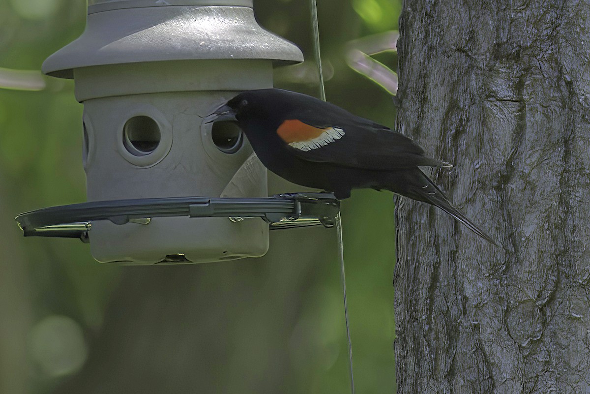 Red-winged Blackbird - Jim Tonkinson