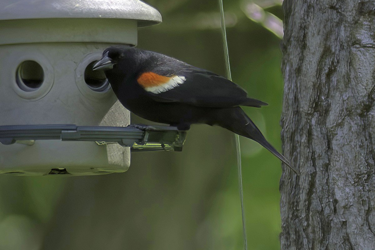 Red-winged Blackbird - ML606592021