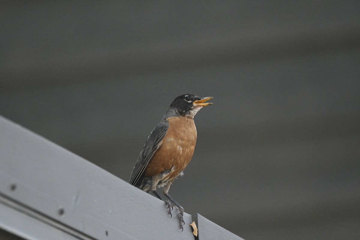 American Robin - ML606592111