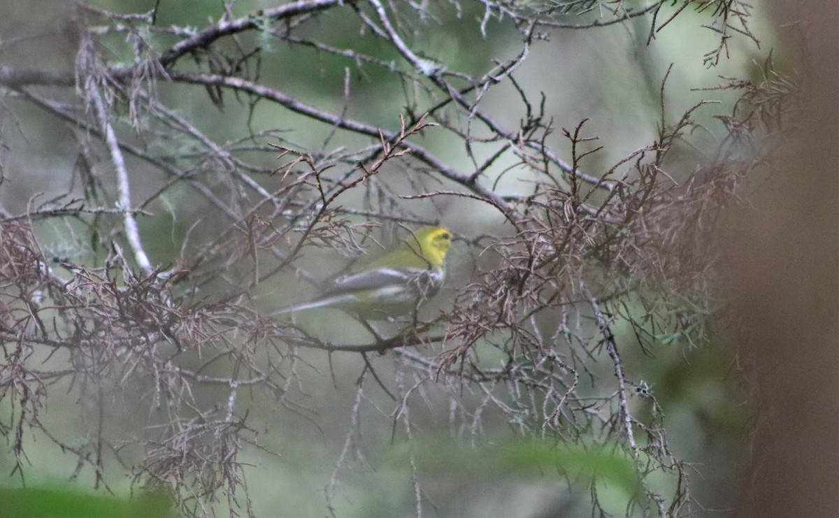 Black-throated Green Warbler - ML606592281