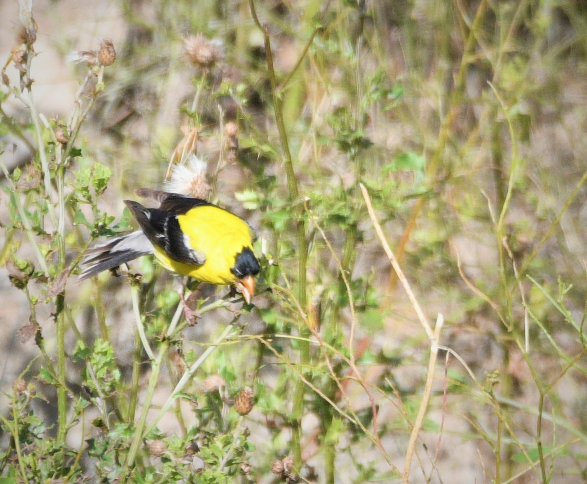 American Goldfinch - ML606592331