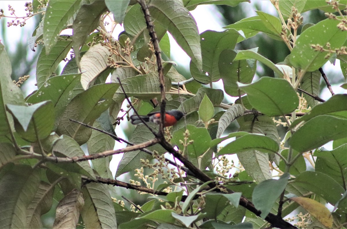 Slate-throated Redstart - Alejandro Aguilar