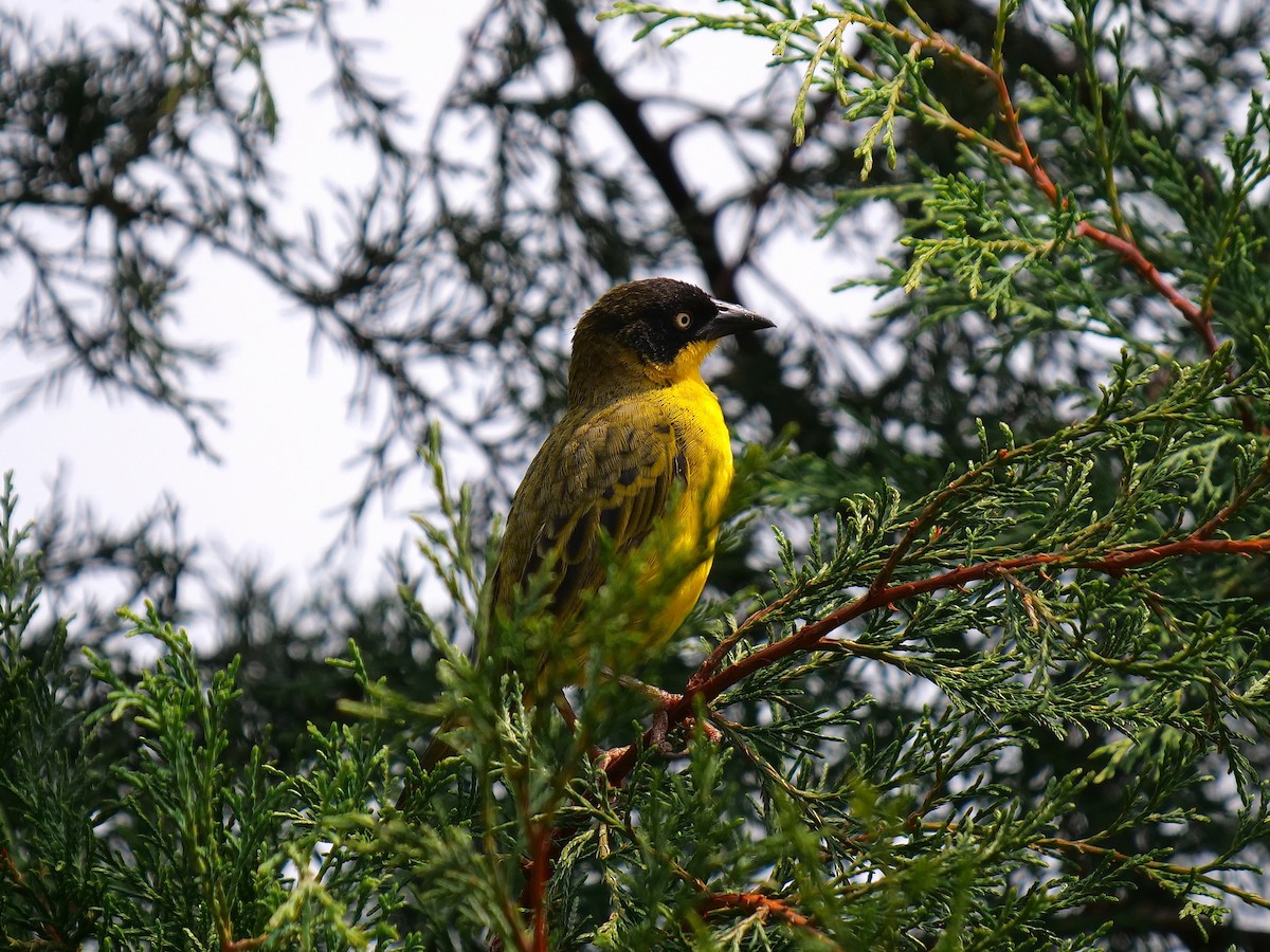 Baglafecht Weaver - ML606592801