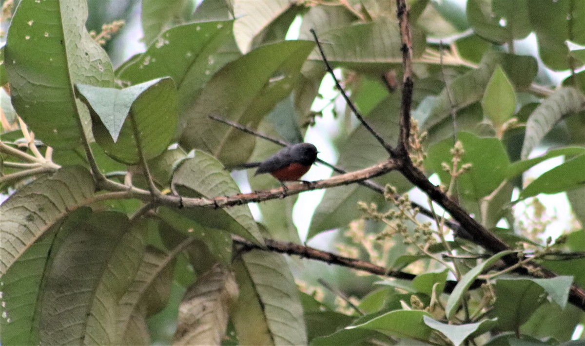 Slate-throated Redstart - ML606593221