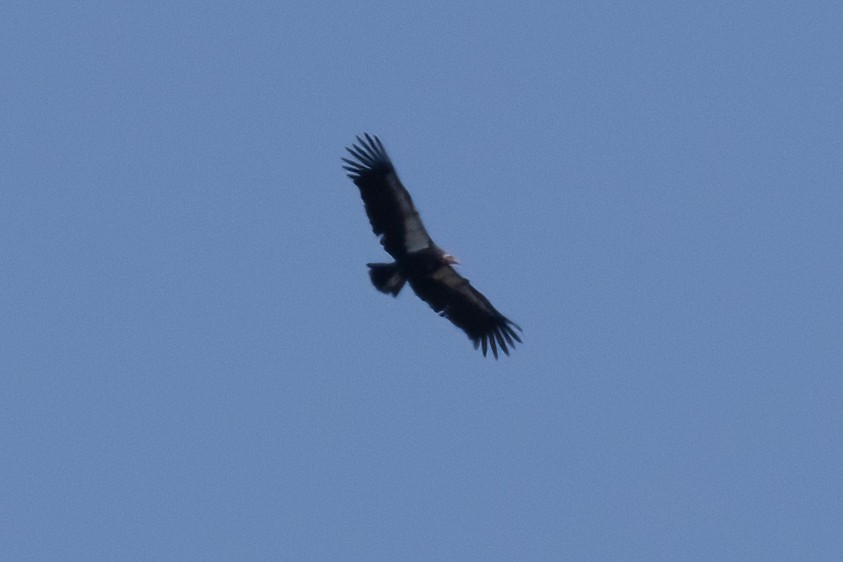 Condor de Californie - ML606593291