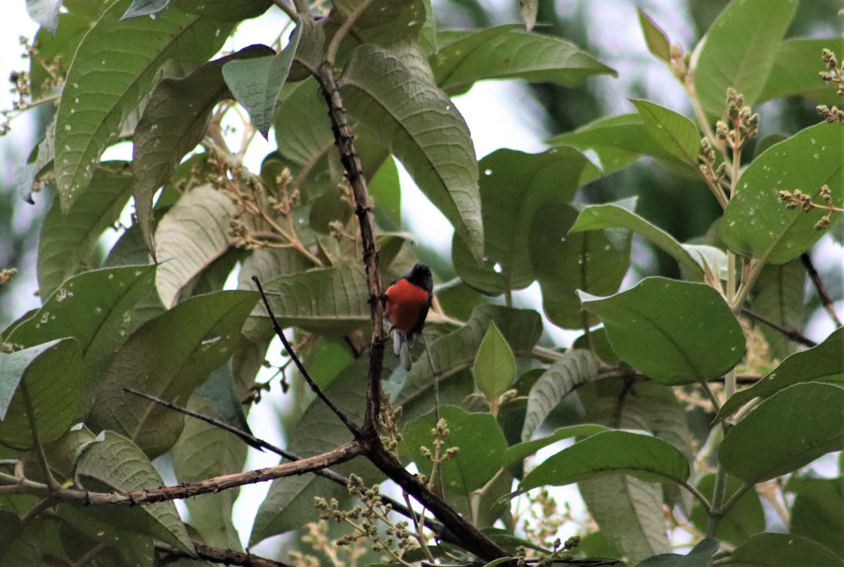 Slate-throated Redstart - ML606594001