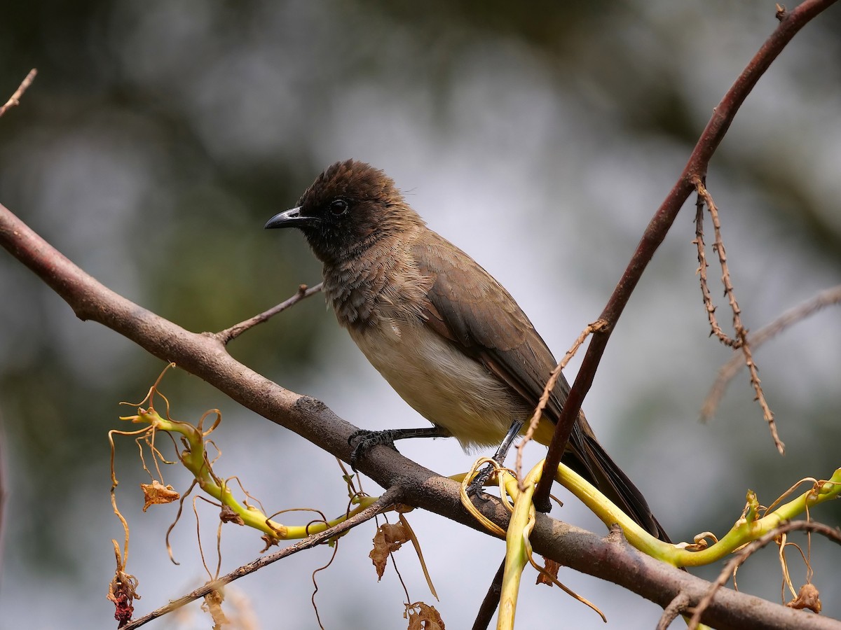 Common Bulbul - ML606594161