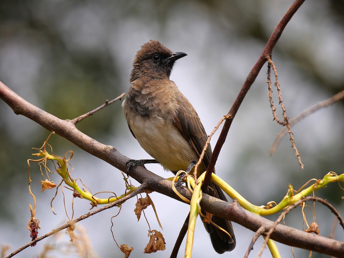 Common Bulbul - ML606594171