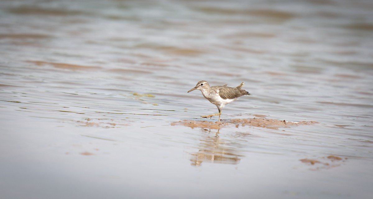 Spotted Sandpiper - ML606594321