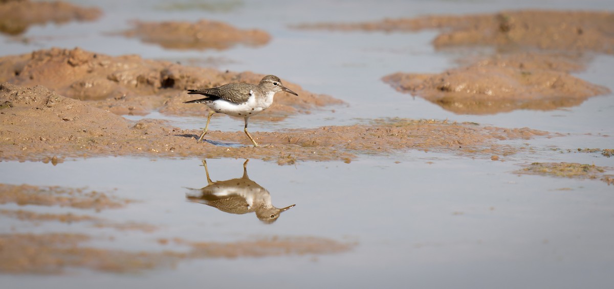 Spotted Sandpiper - ML606594341