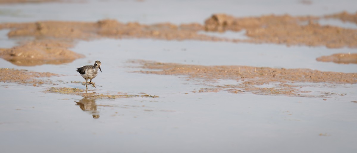 Spotted Sandpiper - ML606594351