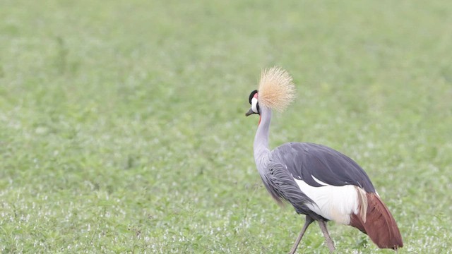 Gray Crowned-Crane - ML606594811