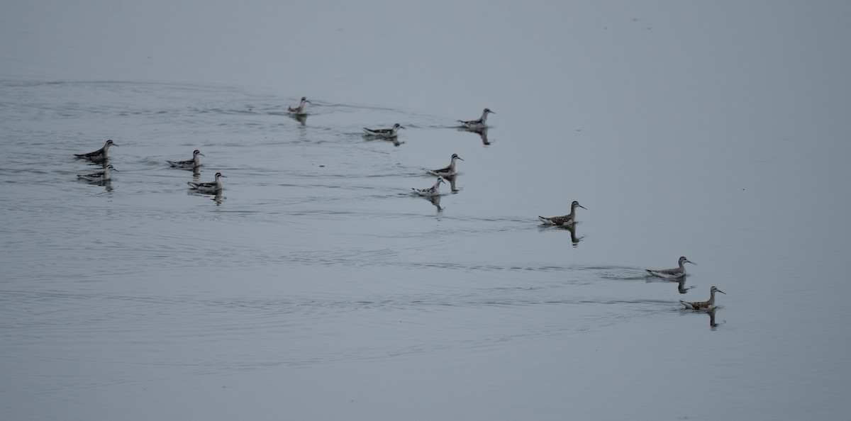 Wilson's Phalarope - Karen Lee Lewis