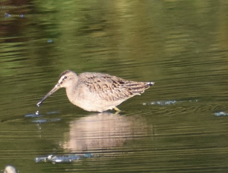 Short-billed Dowitcher - ML606595261