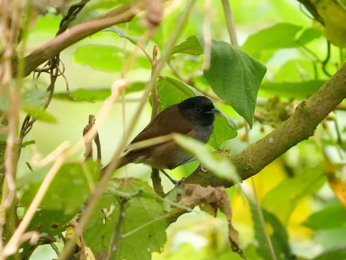 Rwenzori Hill Babbler - Tim Boucher