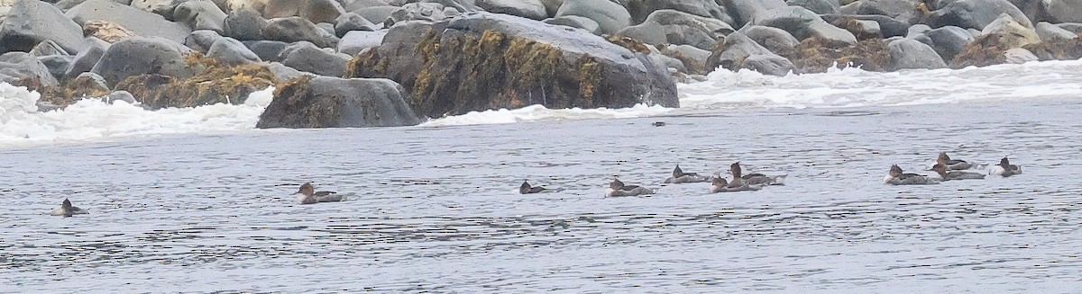 Red-breasted Merganser - Glenn Mitchell