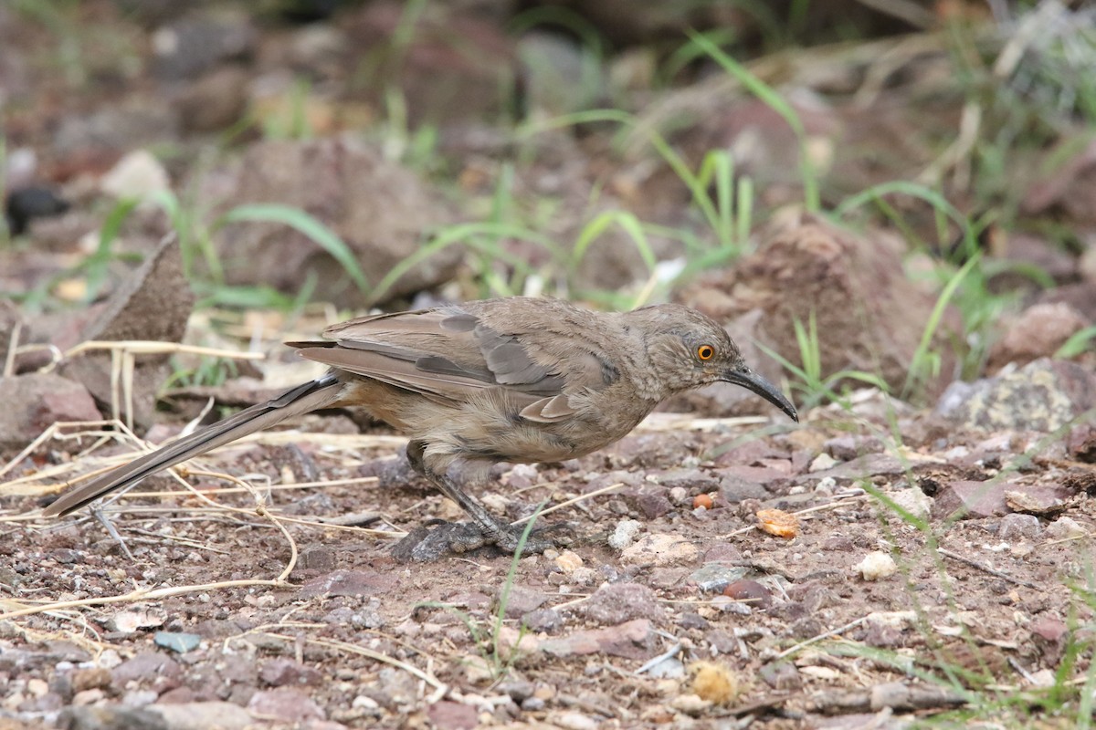 Curve-billed Thrasher - ML606597011