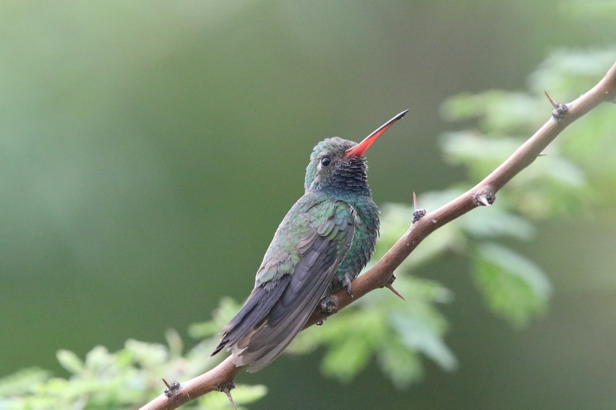 Broad-billed Hummingbird - ML606597051