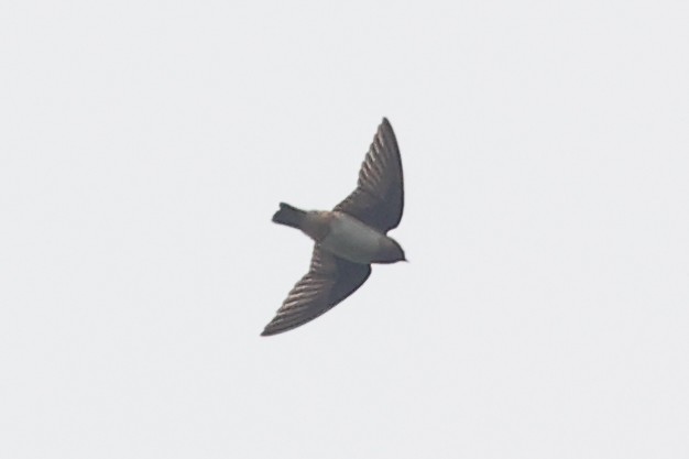 Cliff Swallow - ML606597081