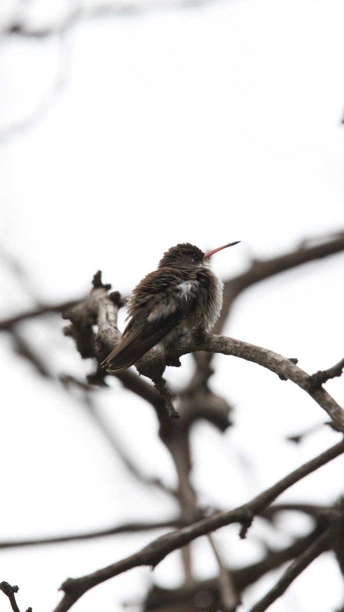 Violet-crowned Hummingbird - ML606597171