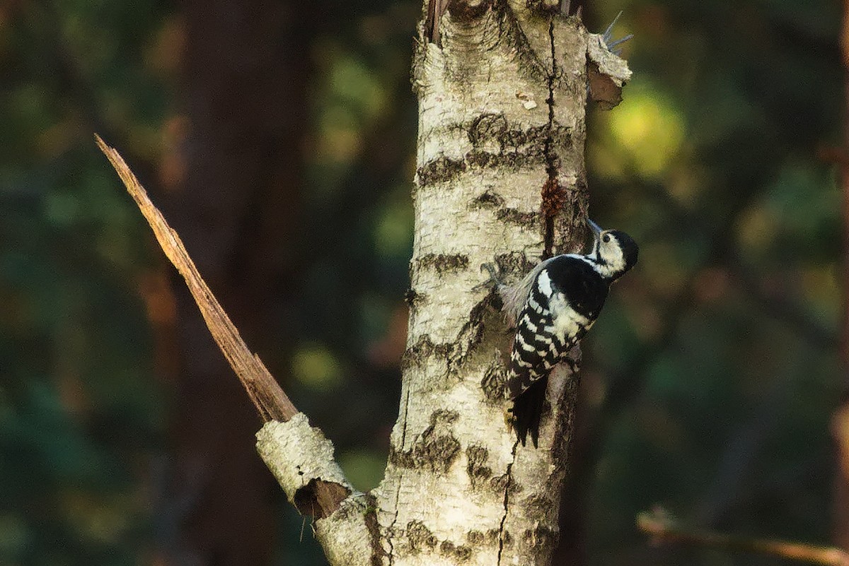 White-backed Woodpecker - Paweł Szymański