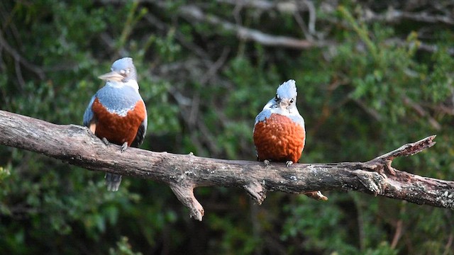 Ringed Kingfisher - ML606597461