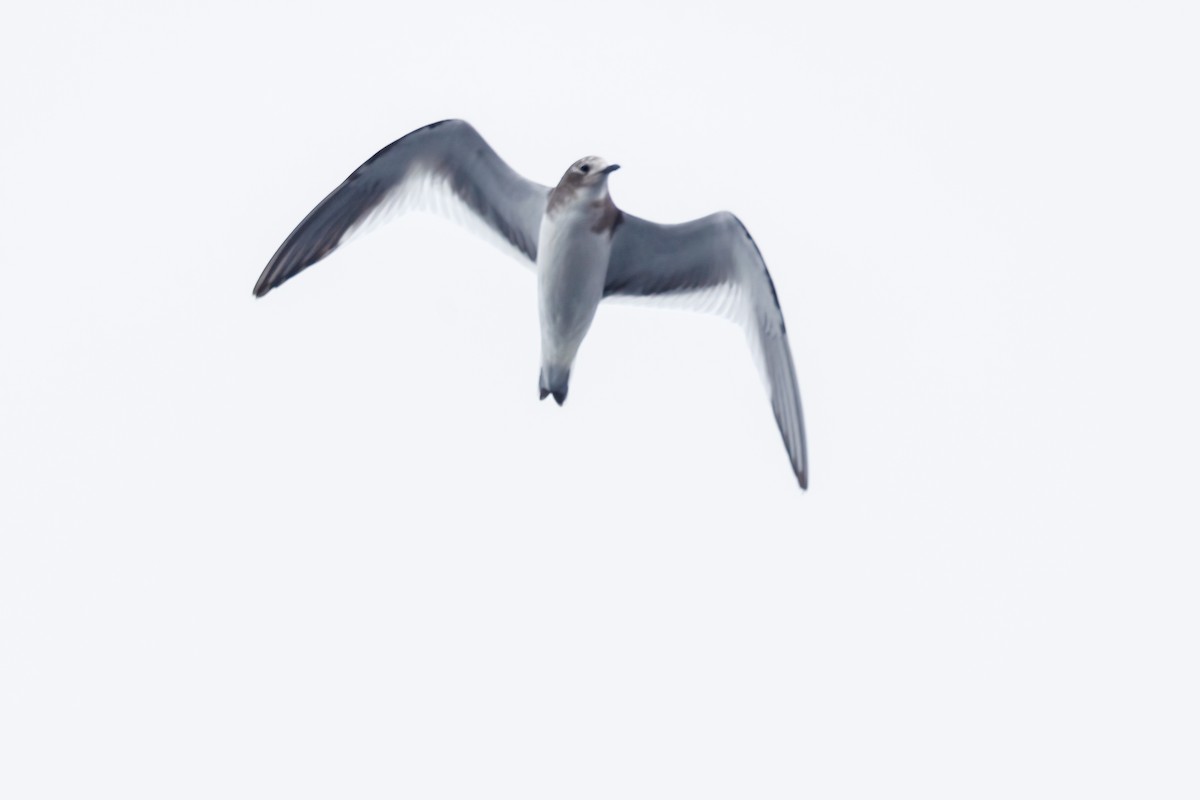 Вилохвостая чайка - ML606597681