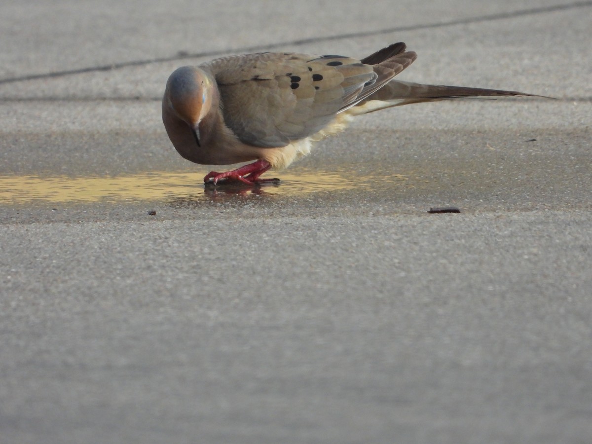 Mourning Dove - Vidhya Sundar