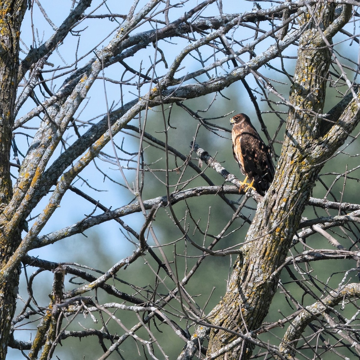 Northern Harrier - ML606598991