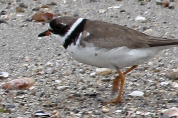 Semipalmated Plover - ML606599091