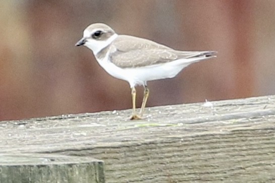 Semipalmated Plover - ML606599111