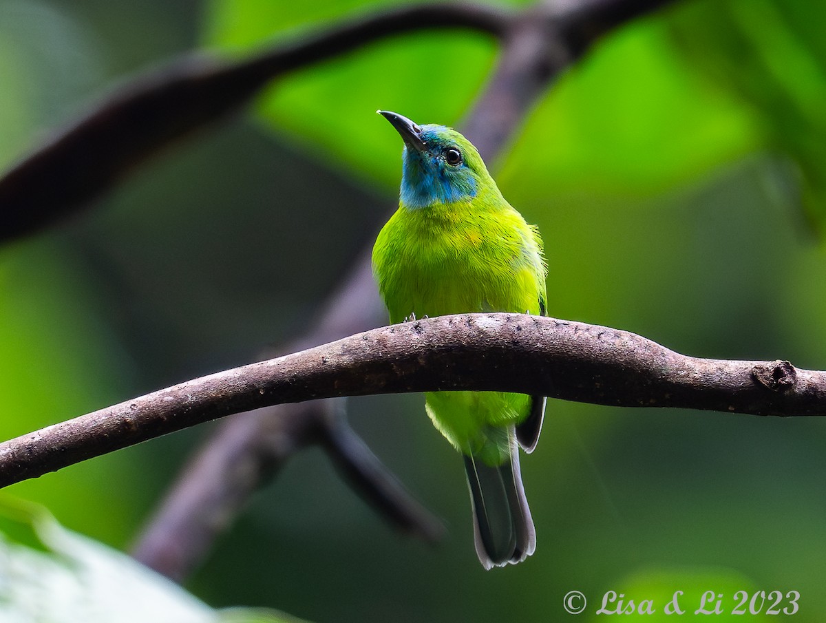 Blue-masked Leafbird - ML606599211