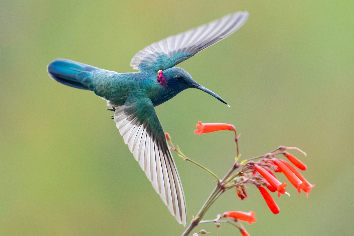 White-vented Violetear - ML606599251