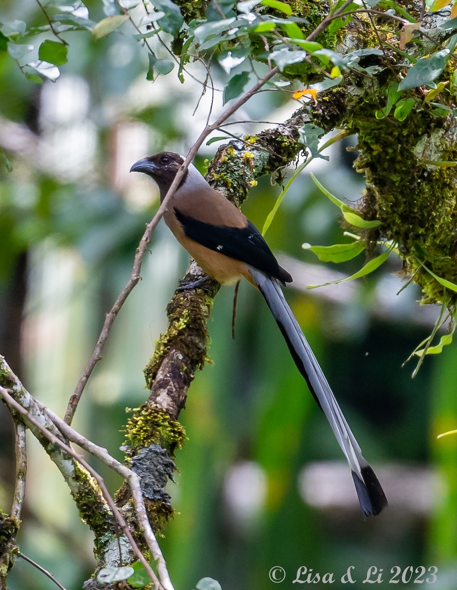 Sumatran Treepie - ML606600171