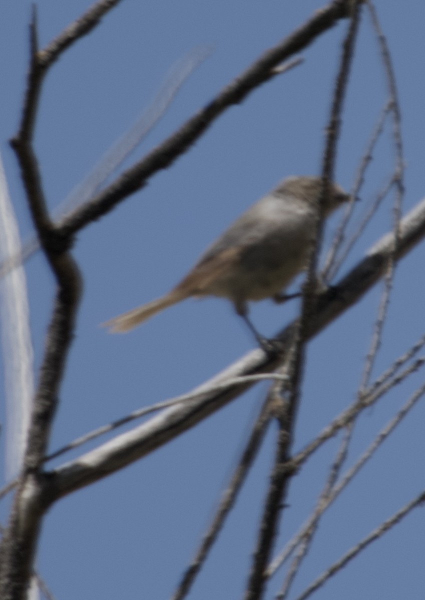 Bushtit - Bird Smith