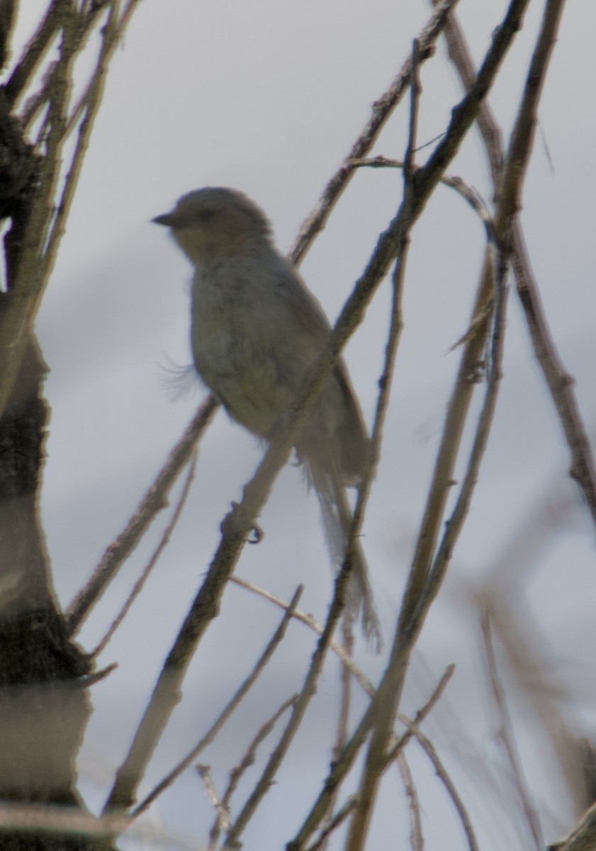 Bushtit - ML606600361