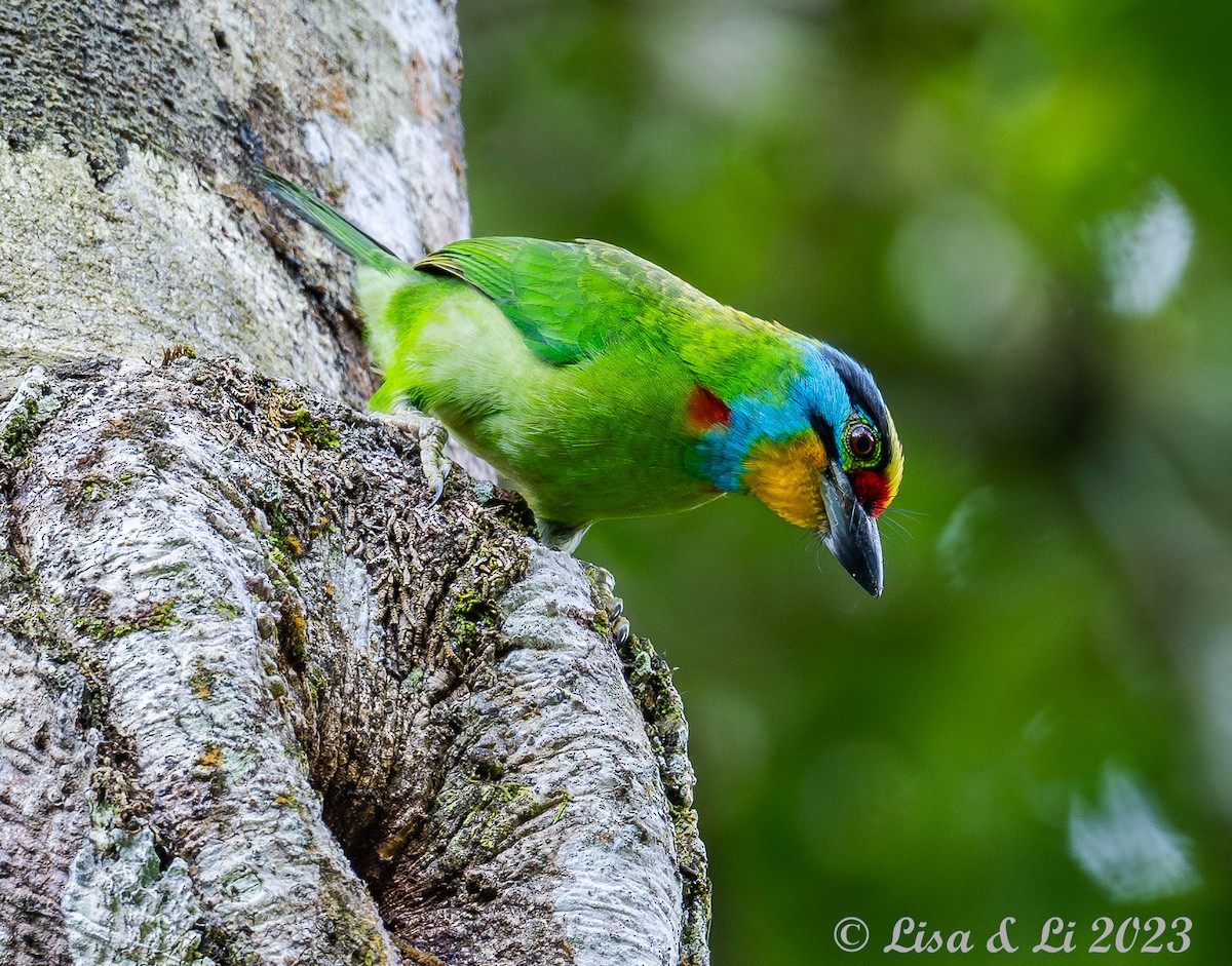 Black-browed Barbet - Lisa & Li Li