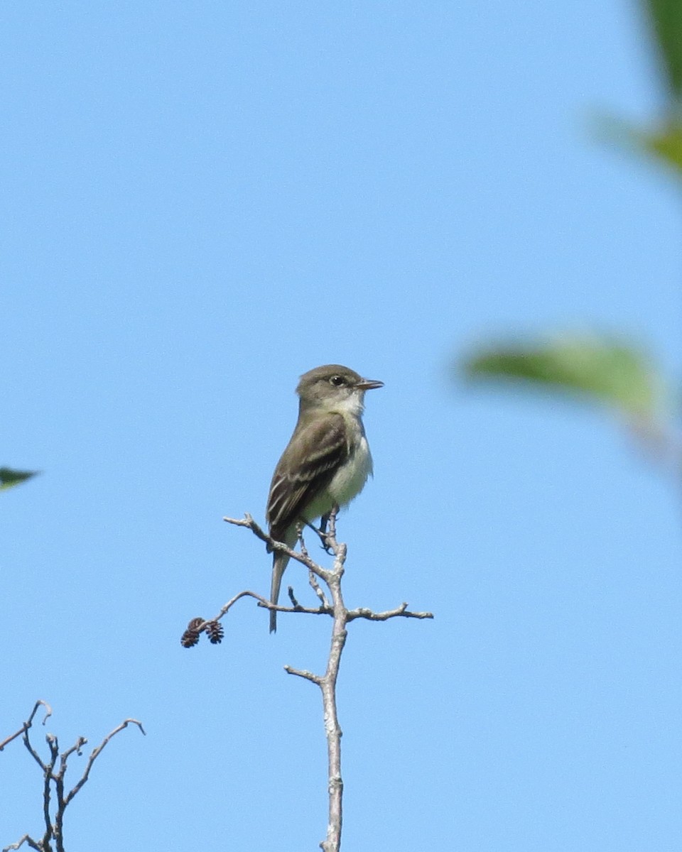 Alder Flycatcher - ML60660111