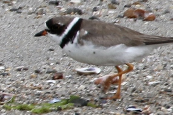 Semipalmated Plover - ML606601191