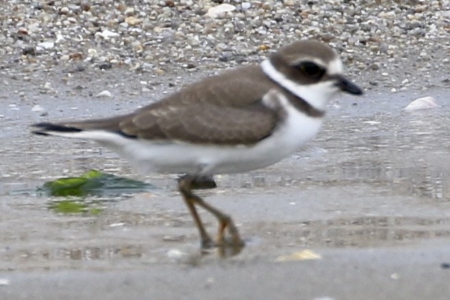 Semipalmated Plover - ML606601201