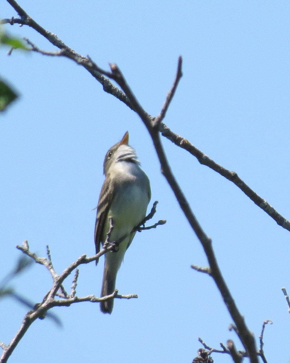 Alder Flycatcher - ML60660121