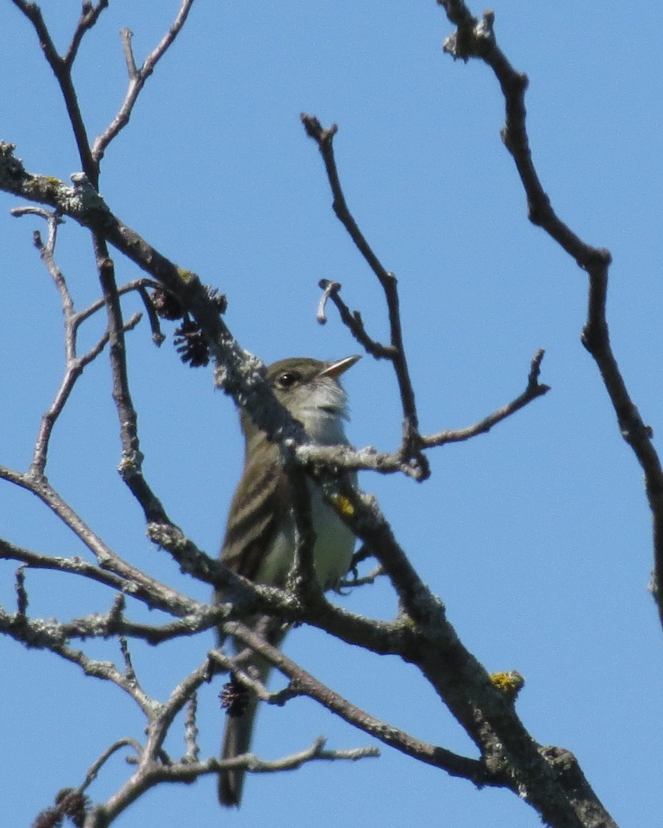 Alder Flycatcher - ML60660131