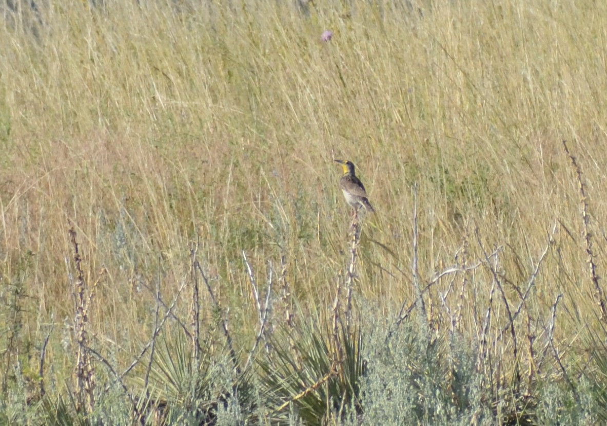 Western Meadowlark - ML606602041