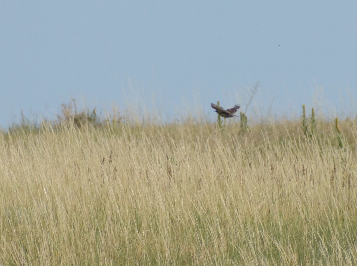 Western Meadowlark - ML606602081