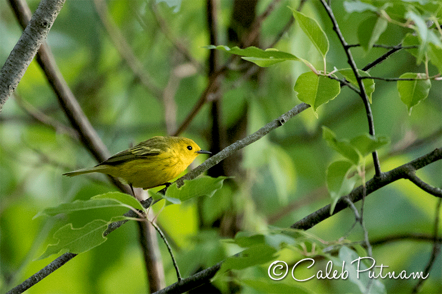 Northern Yellow x Prairie Warbler (hybrid) - ML60660231