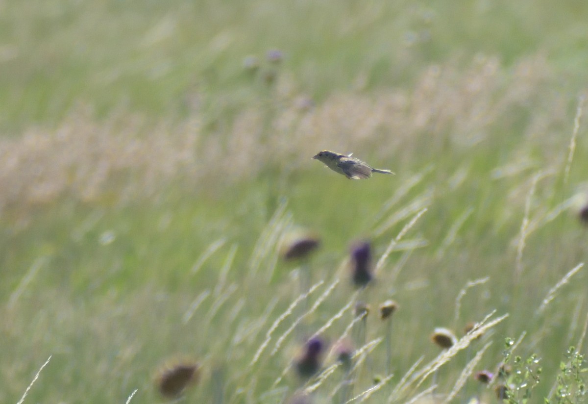 Grasshopper Sparrow - ML606602321