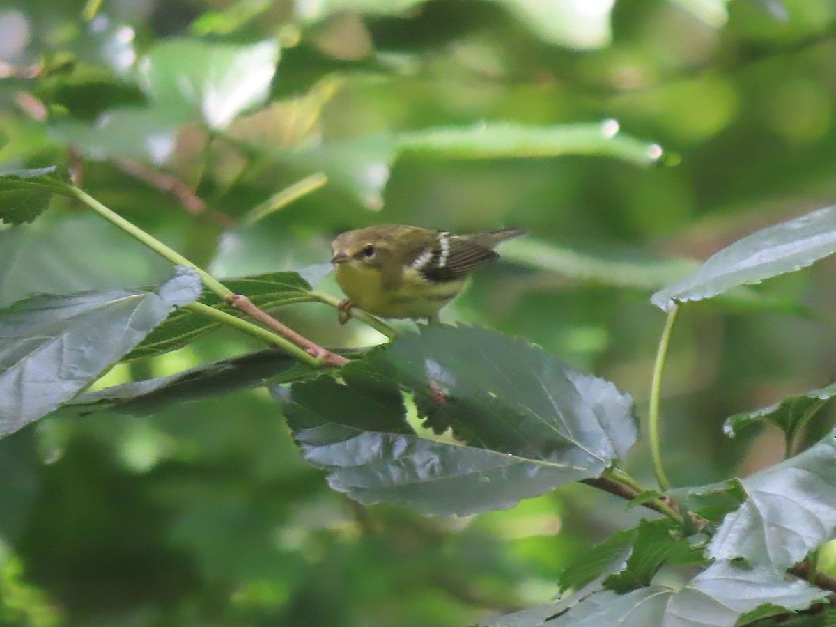 Blackburnian Warbler - ML606602361