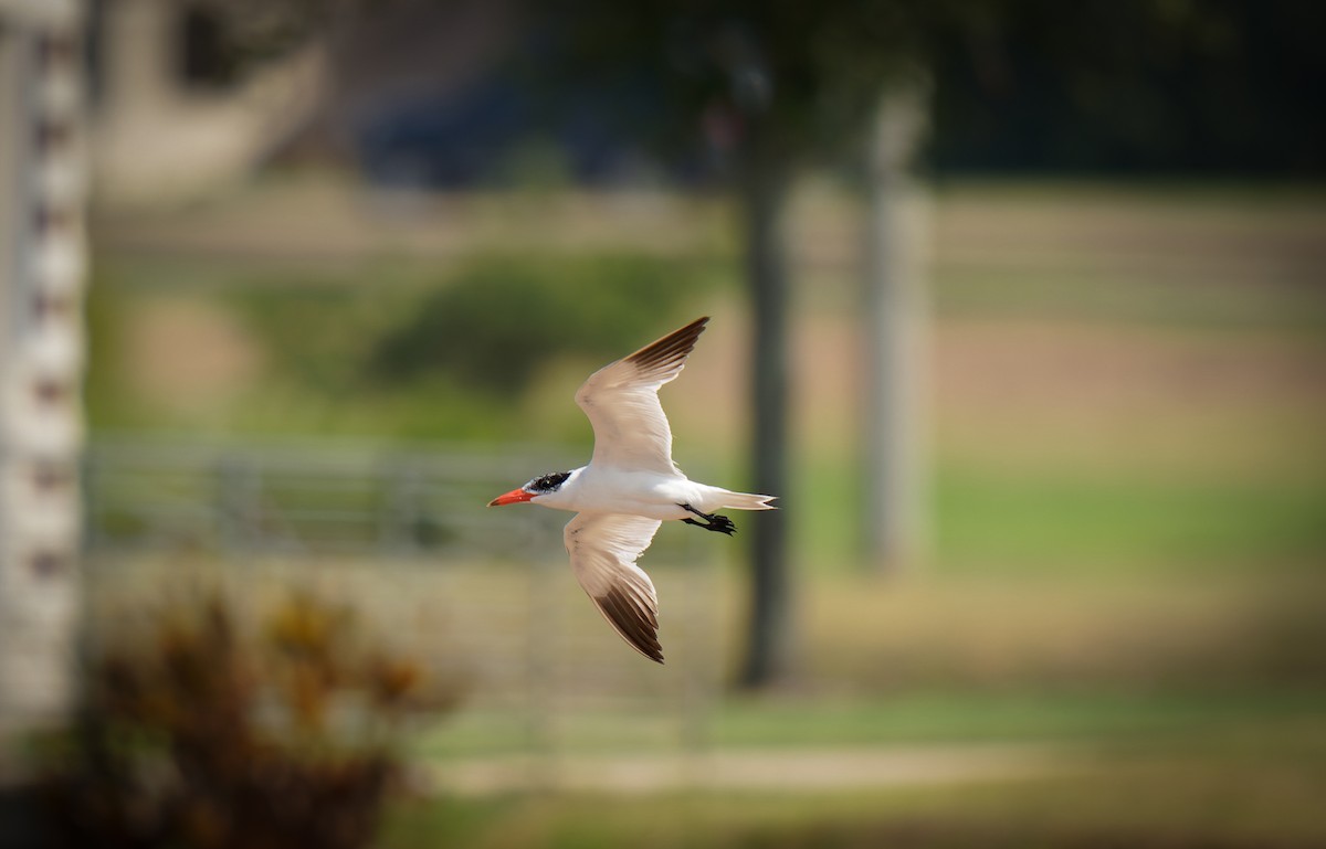 Caspian Tern - ML606602431