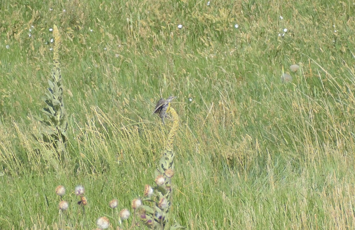 Western Meadowlark - ML606602451