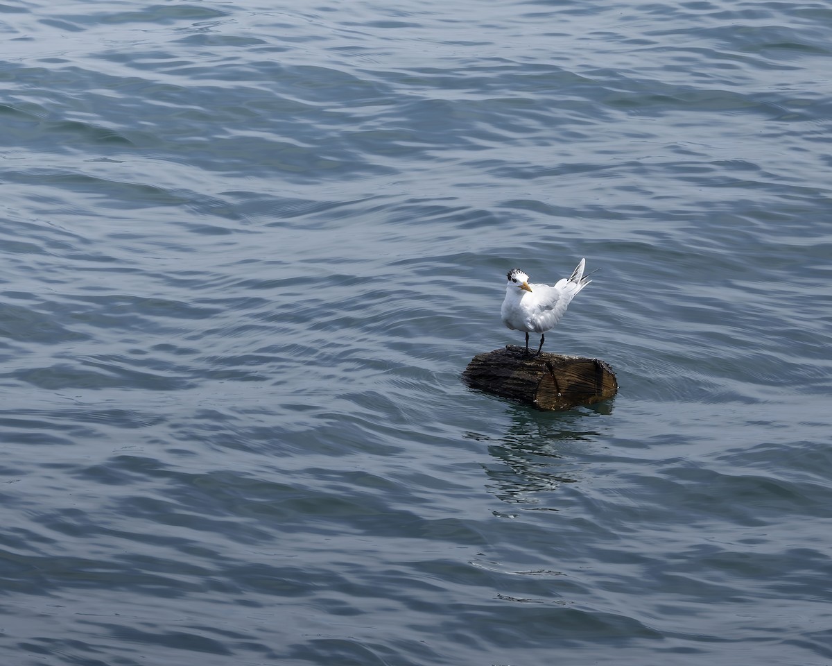 Royal Tern - ML606602731